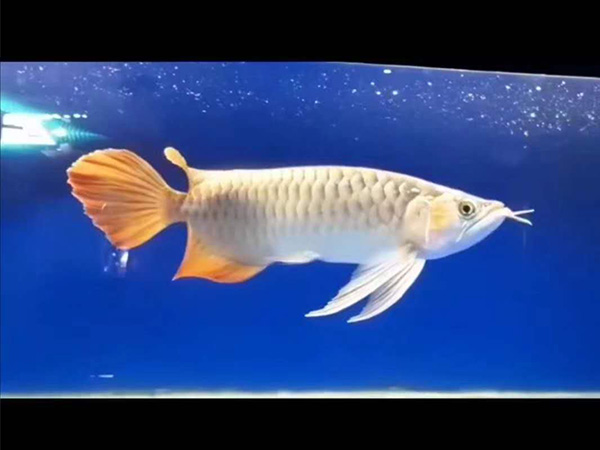 ������